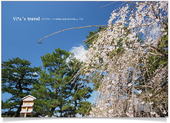 日本賞櫻》櫻花滿開！世界文化遺產～京都醍醐寺之三寶院