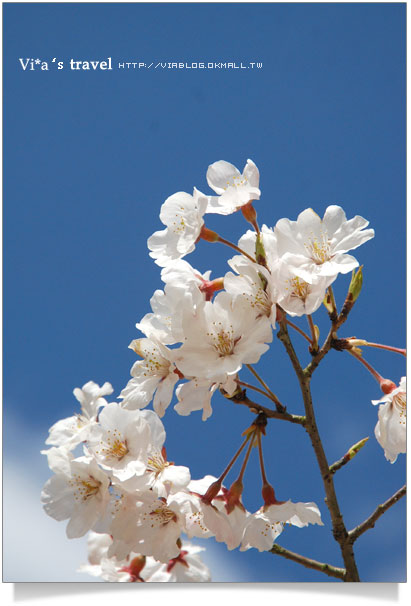 【日本賞櫻】櫻花滿開！世界文化遺產～京都醍醐寺之三寶院