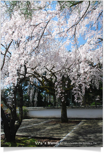 【日本賞櫻】櫻花滿開！世界文化遺產～京都醍醐寺之三寶院