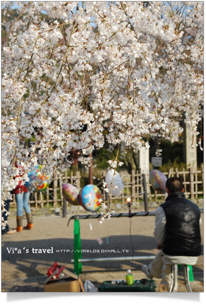 【日本京都旅遊】京都賞櫻名所～櫻花滿開的圓山公園
