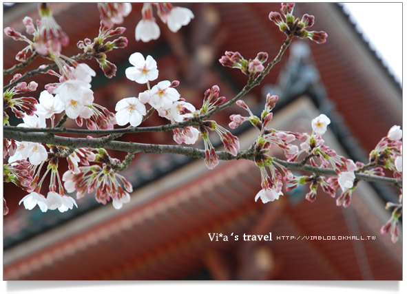 【京都春櫻旅】京都旅遊景點必訪～京都清水寺之美京都清水寺9