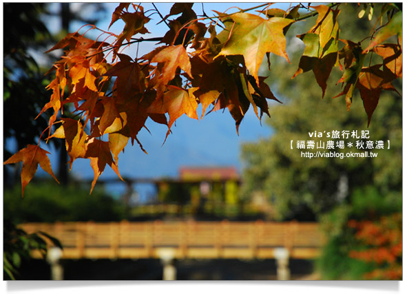 【賞楓景點】台灣的賞楓聖地～福壽山農場