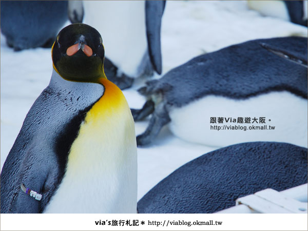 【via關西冬遊記】大阪海遊館～冬季限定！無敵可愛企鵝遊行來囉！2