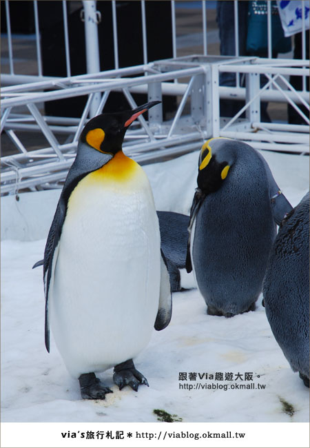 【via關西冬遊記】大阪海遊館～冬季限定！無敵可愛企鵝遊行來囉！5