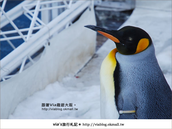 【via關西冬遊記】大阪海遊館～冬季限定！無敵可愛企鵝遊行來囉！6