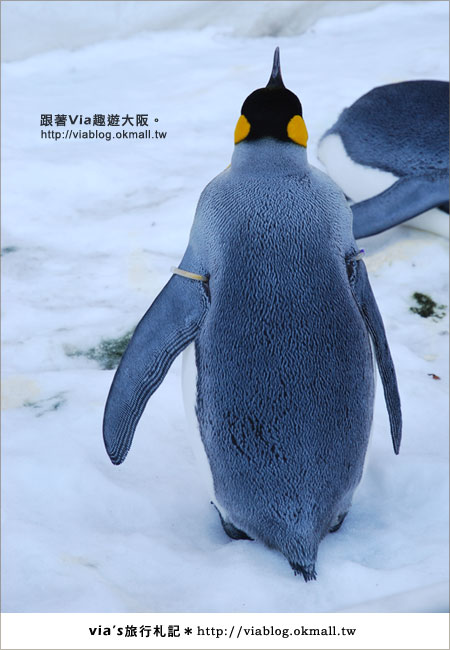 【via關西冬遊記】大阪海遊館～冬季限定！無敵可愛企鵝遊行來囉！8