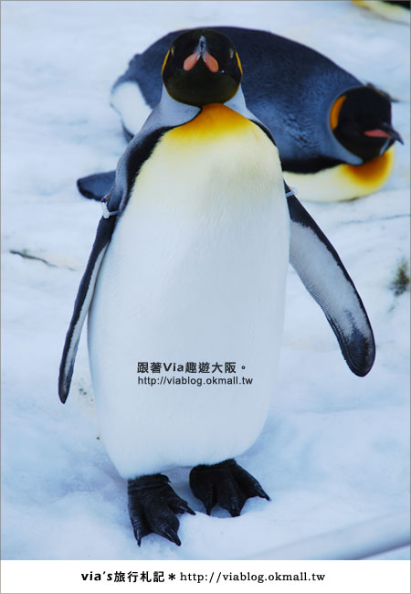 【via關西冬遊記】大阪海遊館～冬季限定！無敵可愛企鵝遊行來囉！9