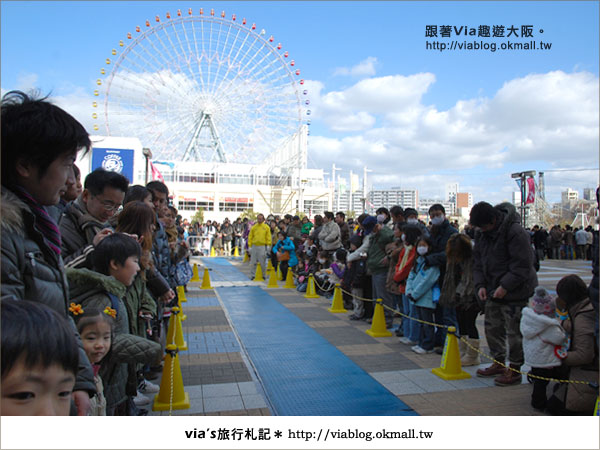 【via關西冬遊記】大阪海遊館～冬季限定！無敵可愛企鵝遊行來囉！10