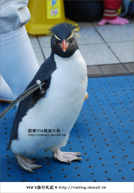 【via關西冬遊記】大阪海遊館～冬季限定！無敵可愛企鵝遊行來囉！14