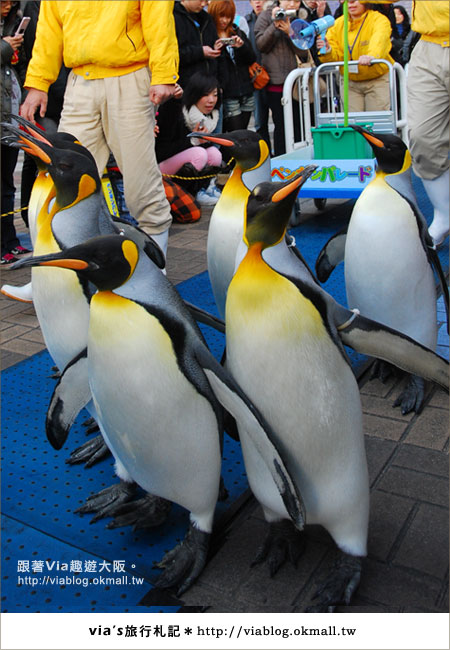 【via關西冬遊記】大阪海遊館～冬季限定！無敵可愛企鵝遊行來囉！17