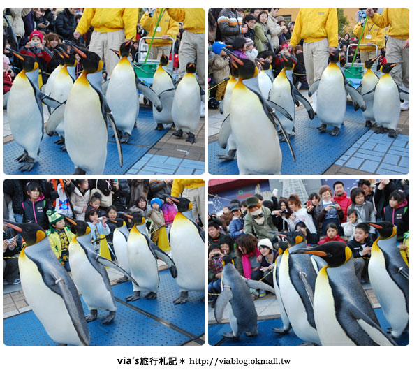 【via關西冬遊記】大阪海遊館～冬季限定！無敵可愛企鵝遊行來囉！20