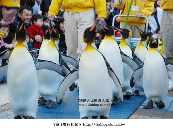 【via關西冬遊記】大阪海遊館～冬季限定！無敵可愛企鵝遊行來囉！19