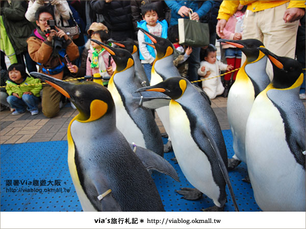 【via關西冬遊記】大阪海遊館～冬季限定！無敵可愛企鵝遊行來囉！21