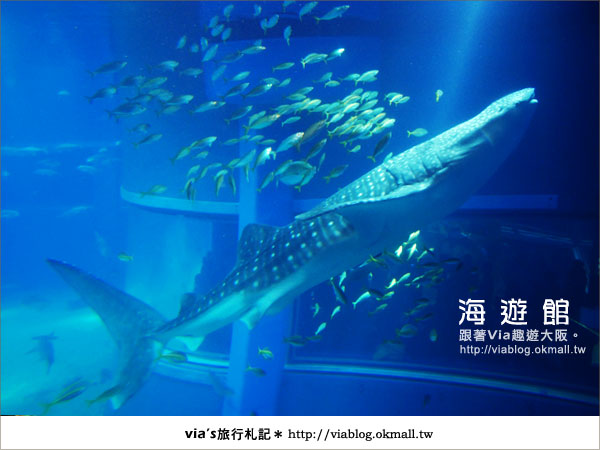 【via關西冬遊記】世界最大極的水族館～大阪海遊館