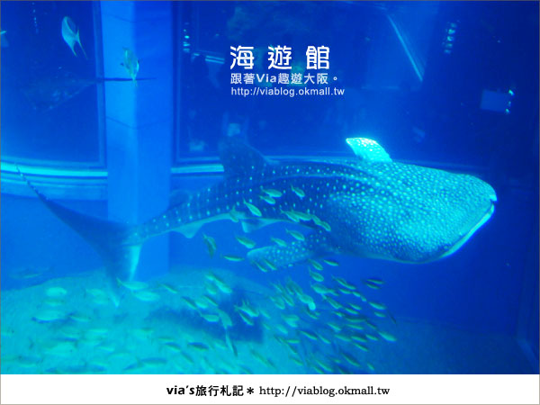【via關西冬遊記】世界最大極的水族館～大阪海遊館14