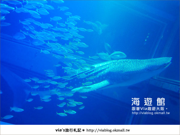 【via關西冬遊記】世界最大極的水族館～大阪海遊館16