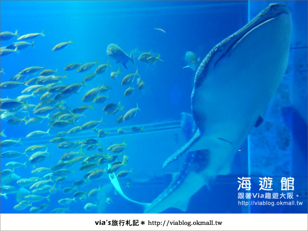 【via關西冬遊記】世界最大極的水族館～大阪海遊館17