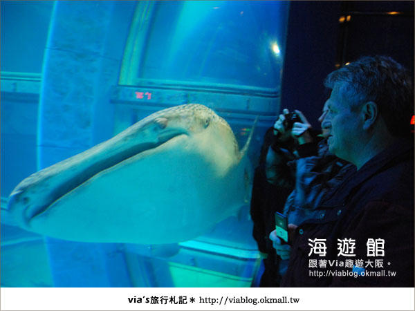 【via關西冬遊記】世界最大極的水族館～大阪海遊館18