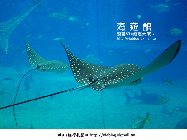 【via關西冬遊記】世界最大極的水族館～大阪海遊館20