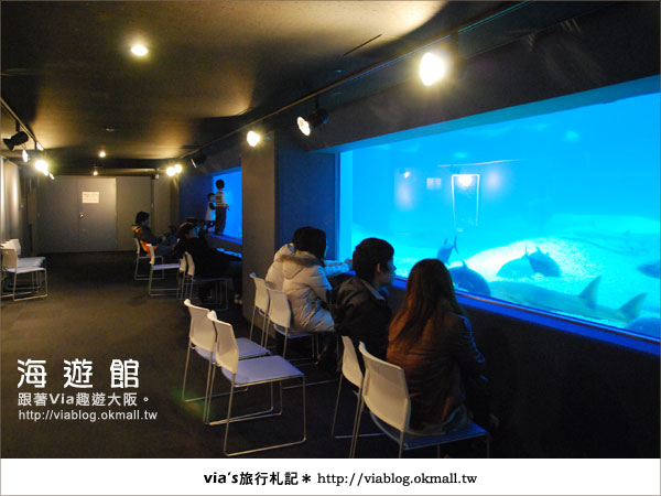 【via關西冬遊記】世界最大極的水族館～大阪海遊館22