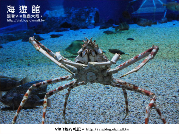 【via關西冬遊記】世界最大極的水族館～大阪海遊館25