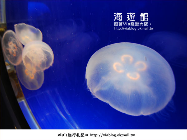 【via關西冬遊記】世界最大極的水族館～大阪海遊館26