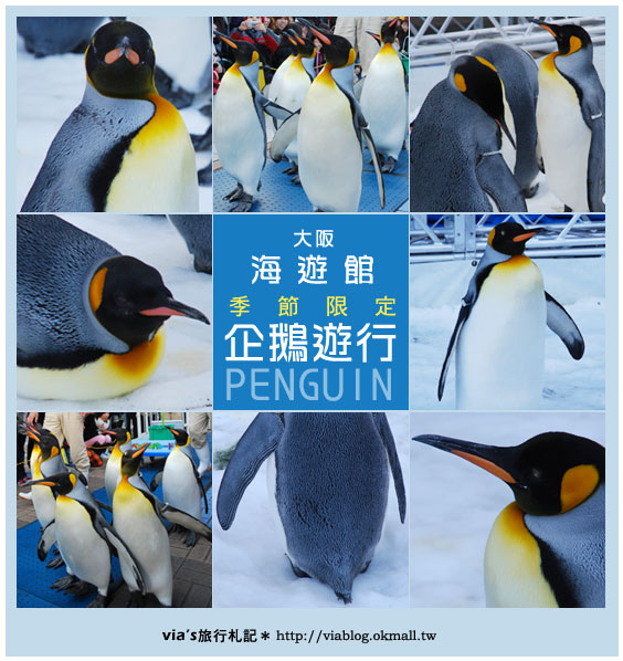 【via關西冬遊記】大阪海遊館～冬季限定！無敵可愛企鵝遊行來囉！