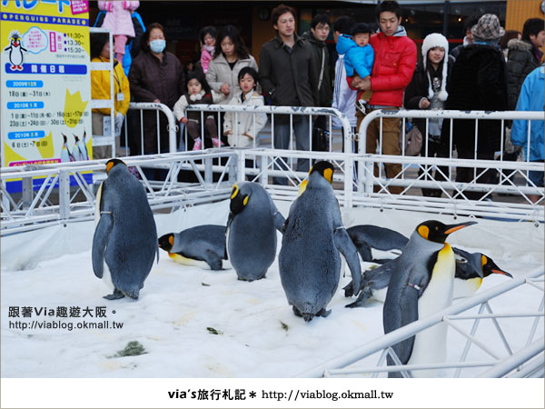 【via關西冬遊記】大阪海遊館～冬季限定！無敵可愛企鵝遊行來囉！4