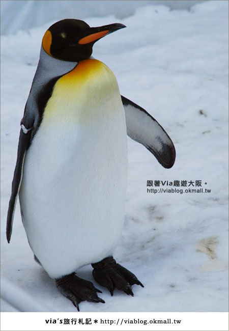 【via關西冬遊記】大阪海遊館～冬季限定！無敵可愛企鵝遊行來囉！7