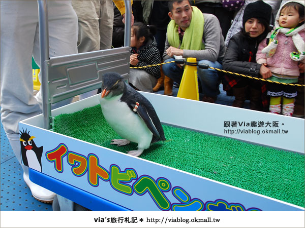 【via關西冬遊記】大阪海遊館～冬季限定！無敵可愛企鵝遊行來囉！15