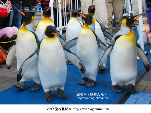 【via關西冬遊記】大阪海遊館～冬季限定！無敵可愛企鵝遊行來囉！18
