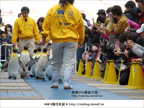 【via關西冬遊記】大阪海遊館～冬季限定！無敵可愛企鵝遊行來囉！23