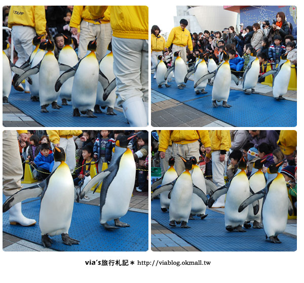 【via關西冬遊記】大阪海遊館～冬季限定！無敵可愛企鵝遊行來囉！24