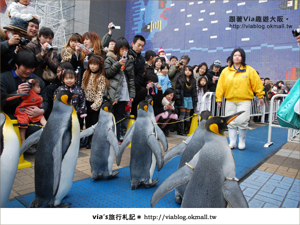 【via關西冬遊記】大阪海遊館～冬季限定！無敵可愛企鵝遊行來囉！25