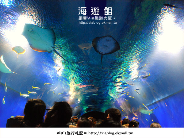 【via關西冬遊記】世界最大極的水族館～大阪海遊館5