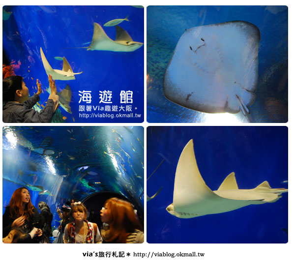 【via關西冬遊記】世界最大極的水族館～大阪海遊館6