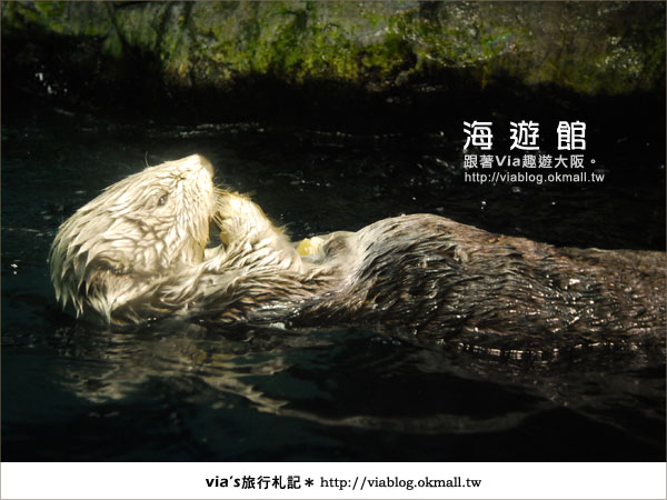【via關西冬遊記】世界最大極的水族館～大阪海遊館10
