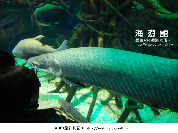 【via關西冬遊記】世界最大極的水族館～大阪海遊館11