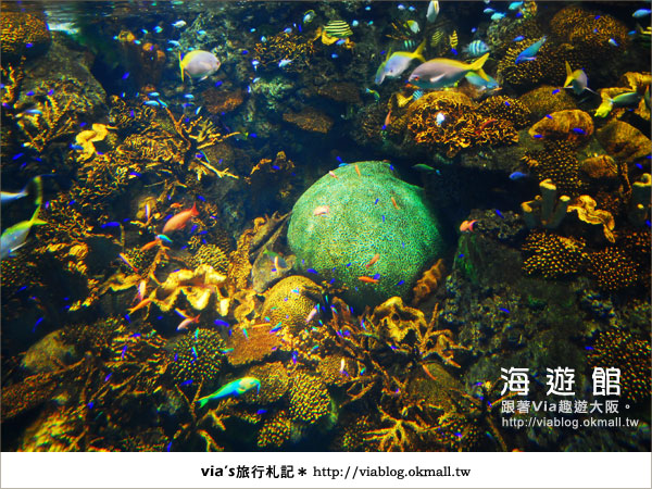 【via關西冬遊記】世界最大極的水族館～大阪海遊館12