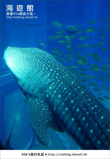 【via關西冬遊記】世界最大極的水族館～大阪海遊館15