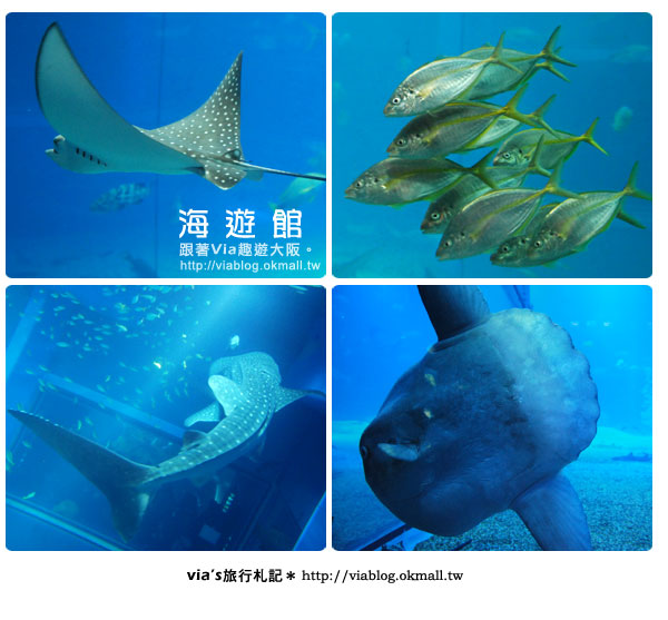 【via關西冬遊記】世界最大極的水族館～大阪海遊館19