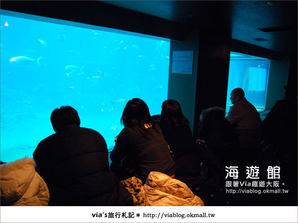 【via關西冬遊記】世界最大極的水族館～大阪海遊館21
