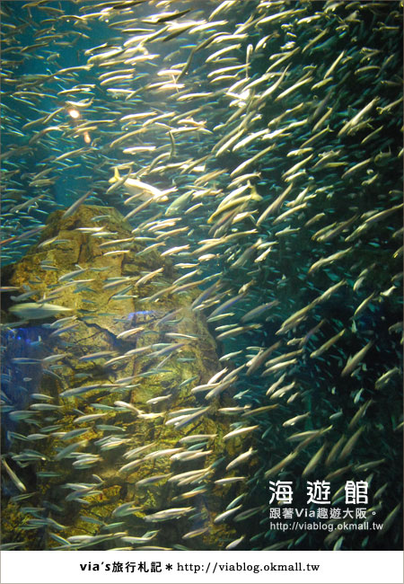【via關西冬遊記】世界最大極的水族館～大阪海遊館24