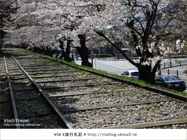 【via京都賞櫻行】鐵道上的櫻花美景～蹴上鐵道12