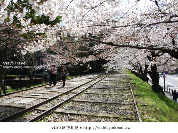 【via京都賞櫻行】鐵道上的櫻花美景～蹴上鐵道10