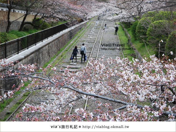 【via京都賞櫻行】鐵道上的櫻花美景～蹴上鐵道3