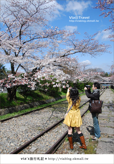 【via京都賞櫻行】鐵道上的櫻花美景～蹴上鐵道8