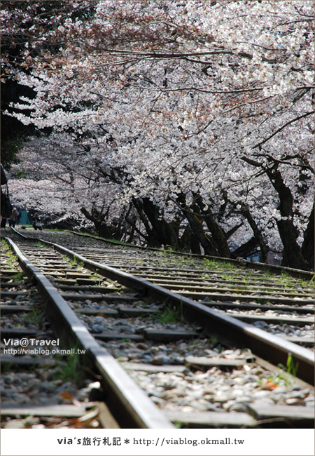 【via京都賞櫻行】鐵道上的櫻花美景～蹴上鐵道11