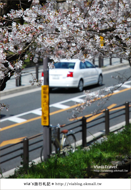 【via京都賞櫻行】鐵道上的櫻花美景～蹴上鐵道14