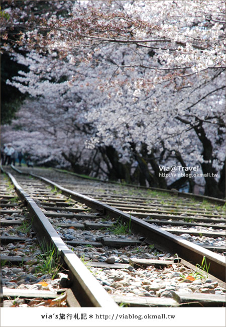 【via京都賞櫻行】鐵道上的櫻花美景～蹴上鐵道15